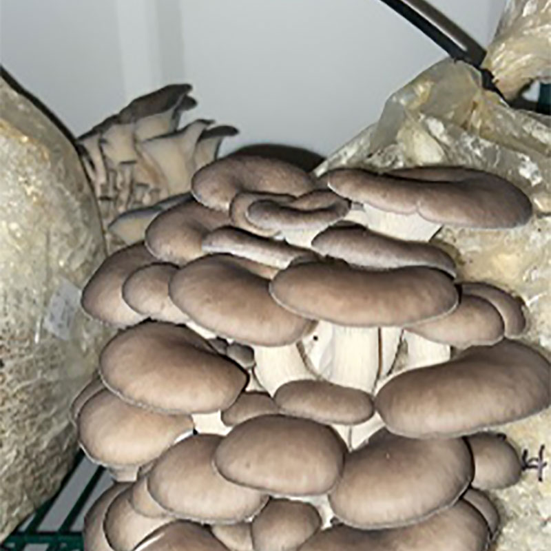 Mushroom Cropbox
