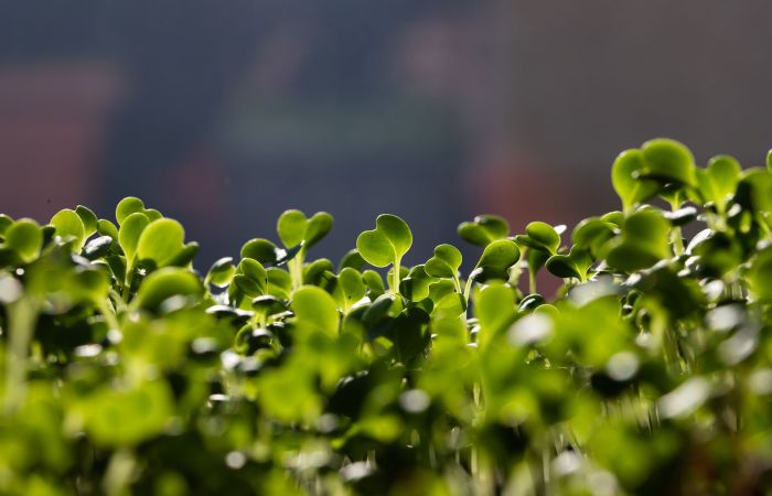 Container Farm Improves Sustainability for Restaurants