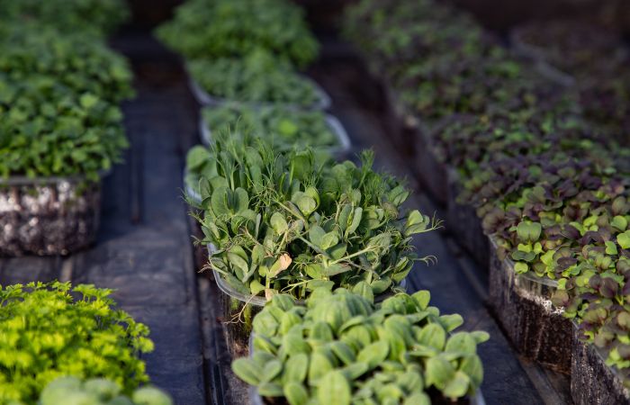 Freight Farms files for Bankruptcy and Cropbox is here to help.